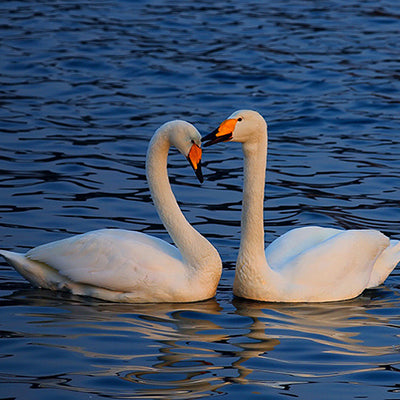 Schwan Tischlampe